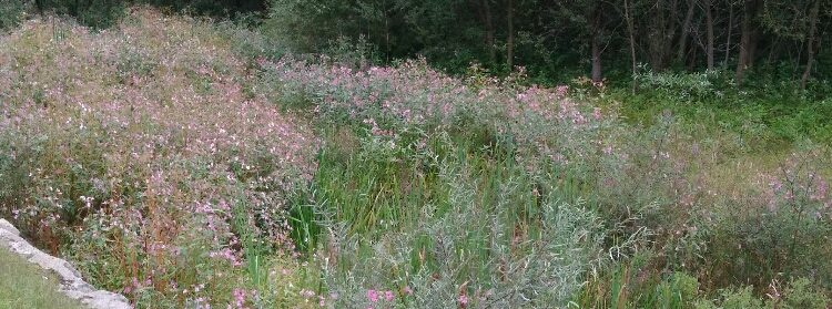 Springkraut am Fluss Ufer