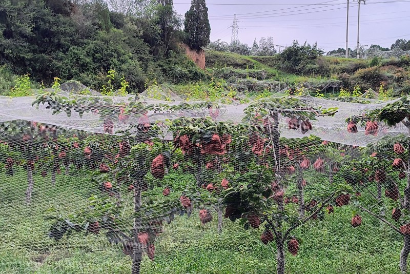 Apfelbaumplantage mit einzeln verpackten Früchten