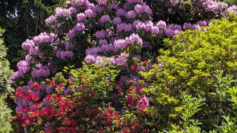 Duftende Blumenpracht