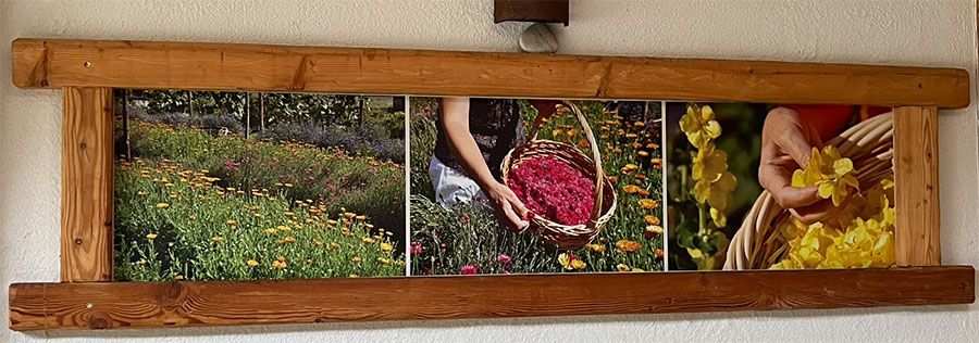 Bunte Blüten aus den Gärten