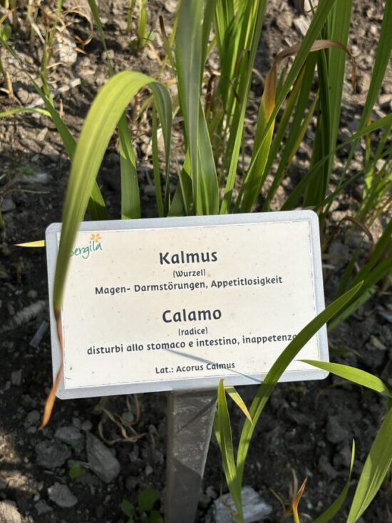 Kalmuswurzel / Acorus calamus