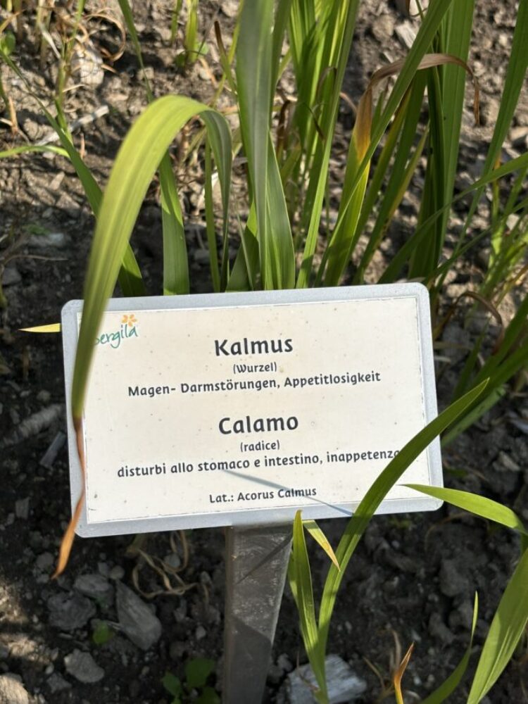Kalmuswurzel / Acorus calamus