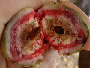 Frucht der Tonkabohne