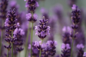 lavendel zum raeuchern