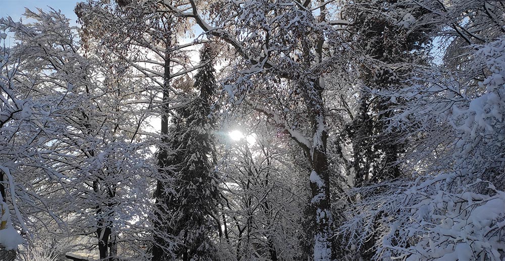 baume im schnee