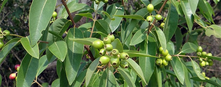 Sandelholz Baum